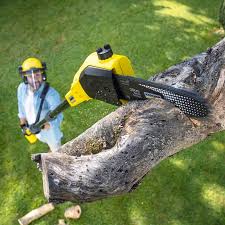 Best Arborist Consultation Services  in Hamilton, TX