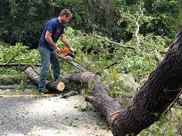 Best Lot and Land Clearing  in Hamilton, TX